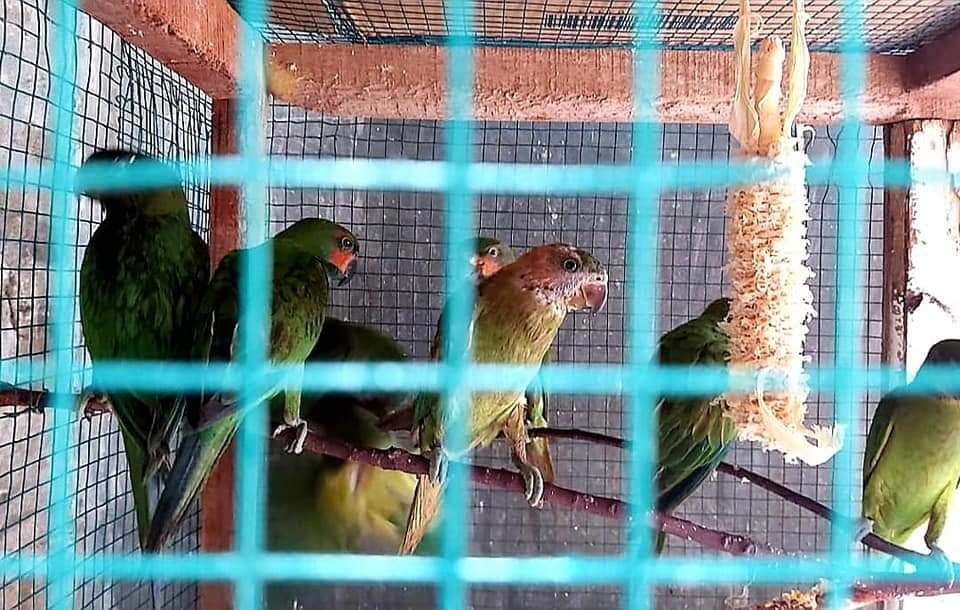 BBKSDA Riau Lepasliarkan 14 Ekor Burung ke Habitatnya